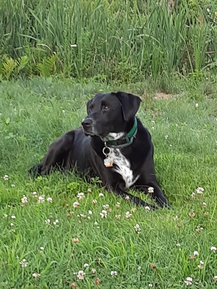 Finn my Black Labrador Retriever